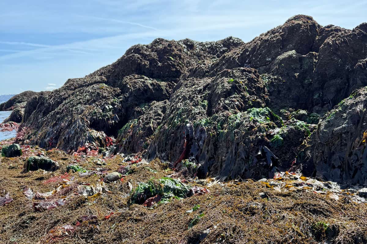 Tidal pool at Richmond Beach